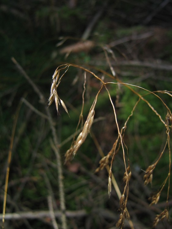 Deschampsia flexuosa